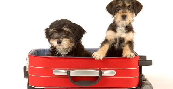 two dogs are ready travel as they sit in a suitcase