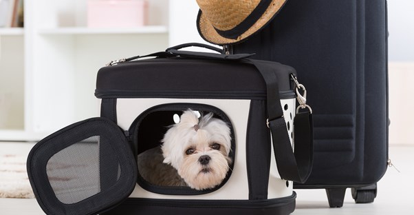 a dog in a travel carrier peers out of its door