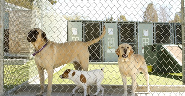 3 dogs at a boarding kennel play behind a fence