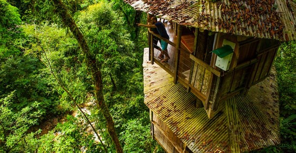 12 Tree House Hotels and Rentals main image