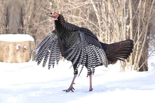 “I’m going cold turkey.”