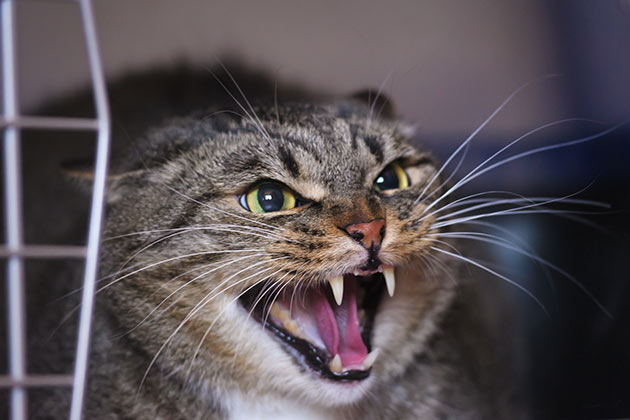 “Stop throwing a hissy fit.”