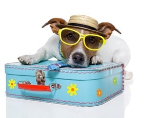 a dog dressed for a beach vacation with sunglasses sits on a suitcase