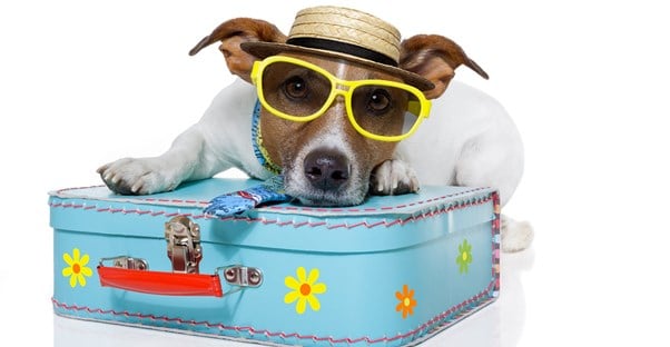 Airline Pet Travel Fees