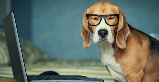 A cute pup works on a laptop while wearing silly glasses