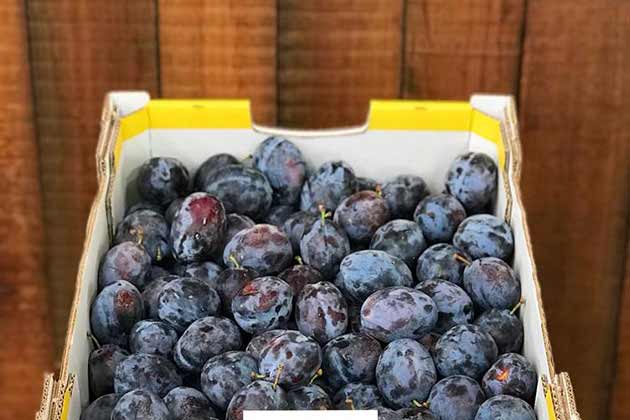 Prunes