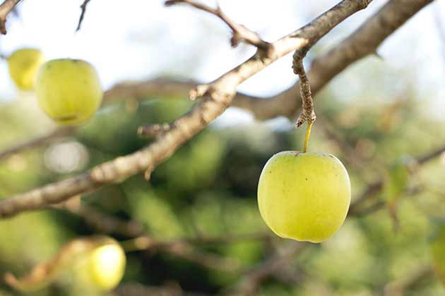 Apples