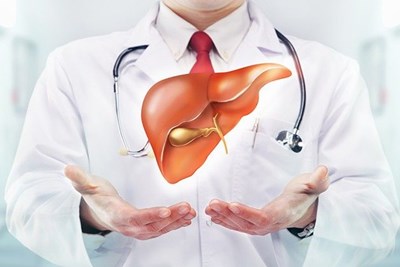 Drawing of Doctor holding up a human liver