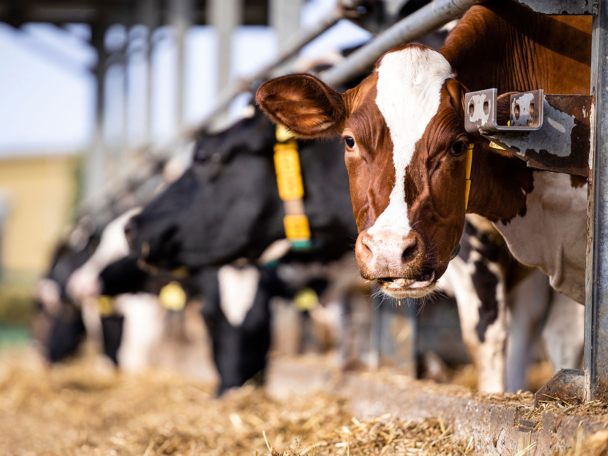 H5N1 Bird Flu in Dairy Cows