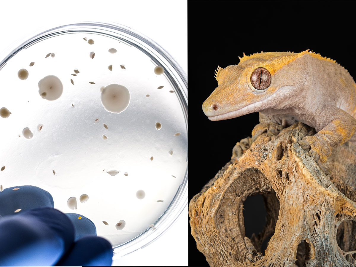 Salmonella Linked to Geckos
