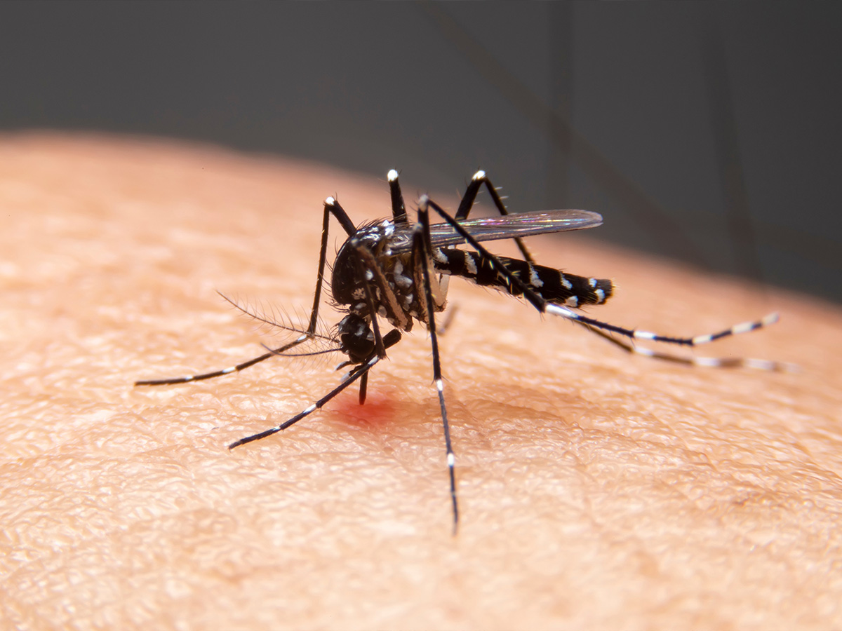 Dengue Cases in the U.S.