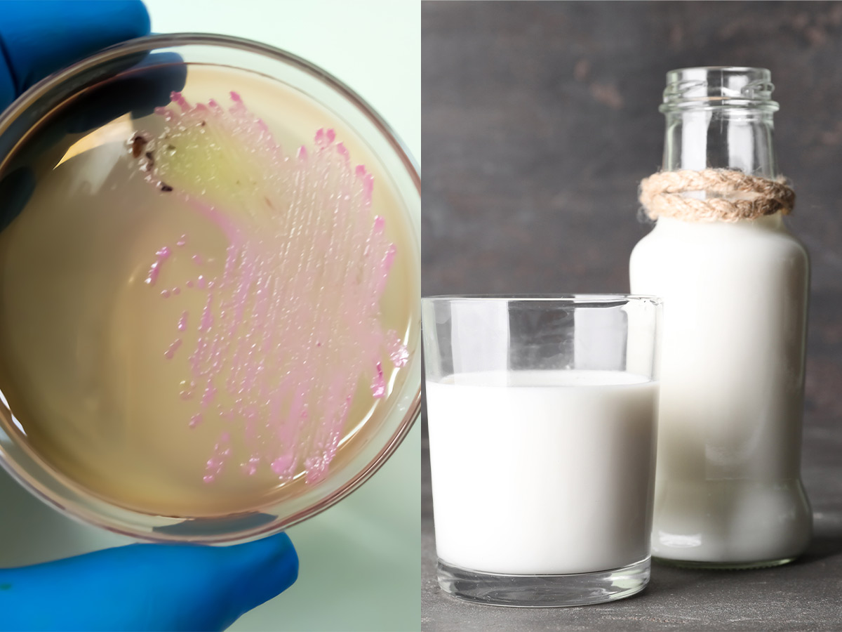Salmonella Linked to Raw Milk