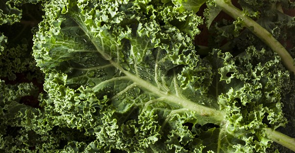a vegetable that has people wondering is kale good for you