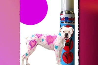 Dog decorated with purple and blue pet paint hearts