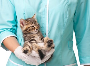 Vet Tech: 5 Terms to Know