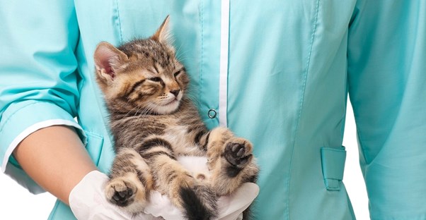 a vet tech holding a kitten