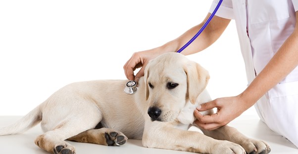 a vet tech treating a puppy