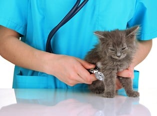 The Difference Between Small Animal Vets and Large Animal Vets