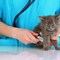 The Difference Between Small Animal Vets and Large Animal Vets