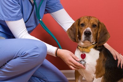 5 Traits That Make a Good Vet Tech