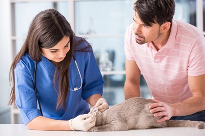 Pros and Cons of Being a Vet Assistant