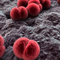 Transmission of Hepatitis C