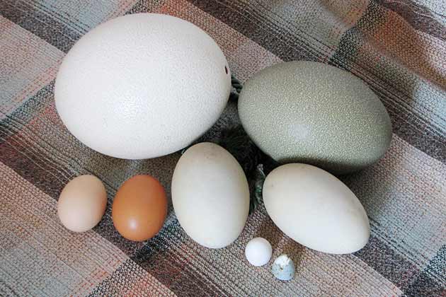 Eggs