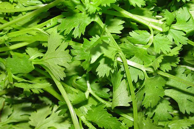 Coriander