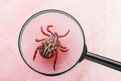 What is Lyme Disease?