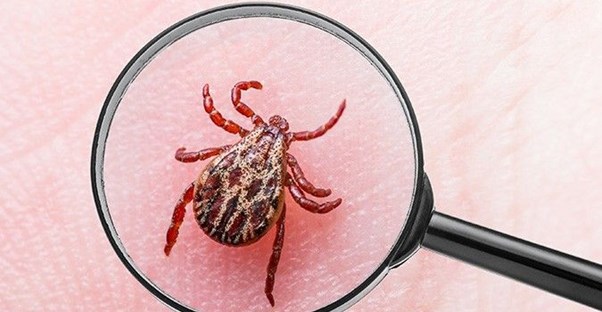 What is Lyme Disease? main image
