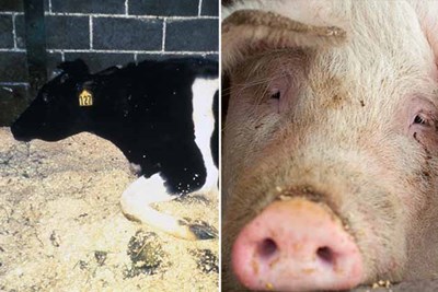 mad cow and swine flu