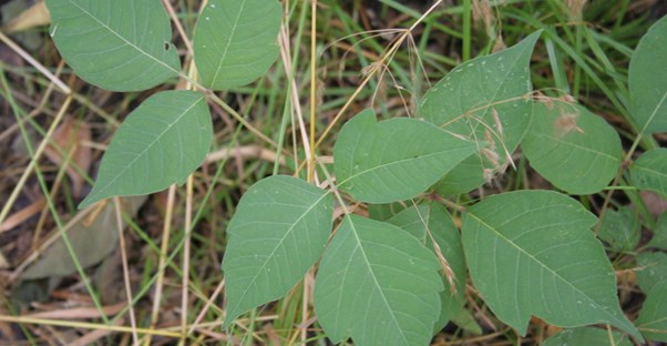 a close-up photo of poison ivy that likely required the camera man to receive poison ivy treatments