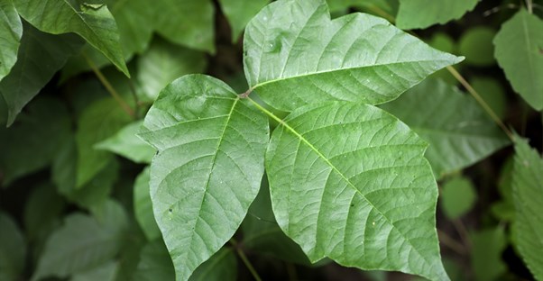a poison ivy leaf that can cause a systemic poison ivy reaction