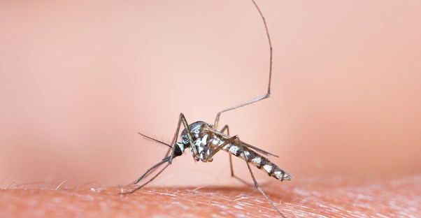 an infected mosquito, which is one of the causes of malaria