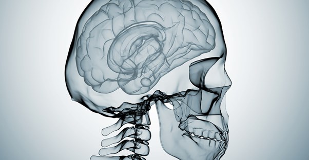 a medical image of a skull that must be protected from concussion risk factors