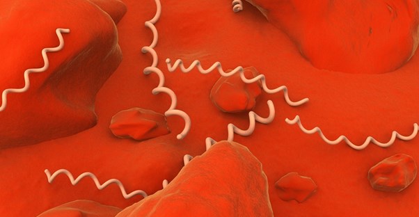 a microscopic image of syphilis