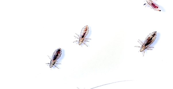 pubic lice on a white background