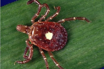 a tick with rocky mountain spotting fever