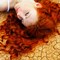 Dandruff vs. Dry Scalp