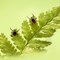 5 Diseases You Can Get From Ticks 