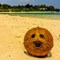 Do You See Faces in Inanimate Objects?
