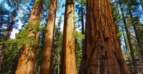 giant redwoods stand regal and tall in Yosemite National Park