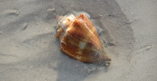 a seashell is lodged into the beach in Sanible Island, Florida