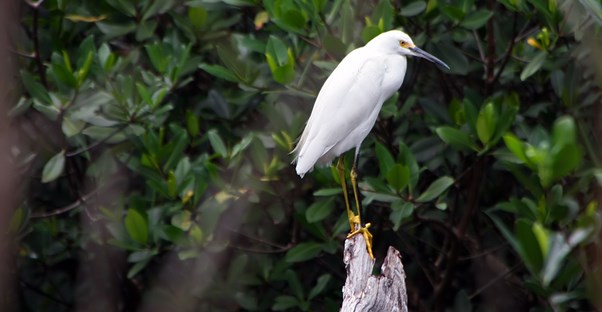 a bird sits on a branch in a Sanibel Island golf course