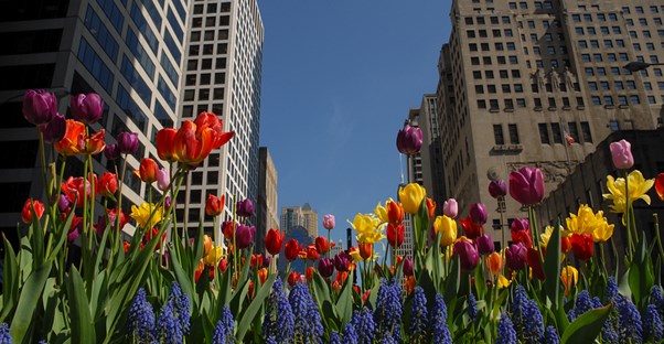 colorful tulips line the Magnificent Mile