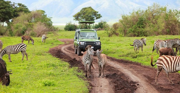 two zebra put on a show for african safari visitors