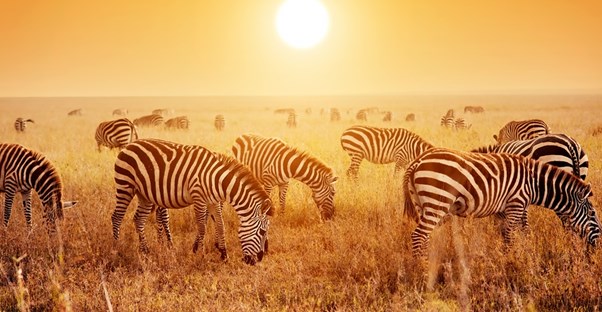 zebra graze the serengeti on an african safari