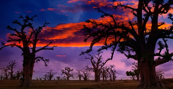 the sun sets behind tall baobab trees
