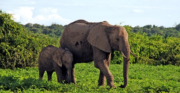 two elephants meander past an african safari