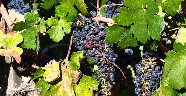 grapes are ready for picking at a napa valley winery